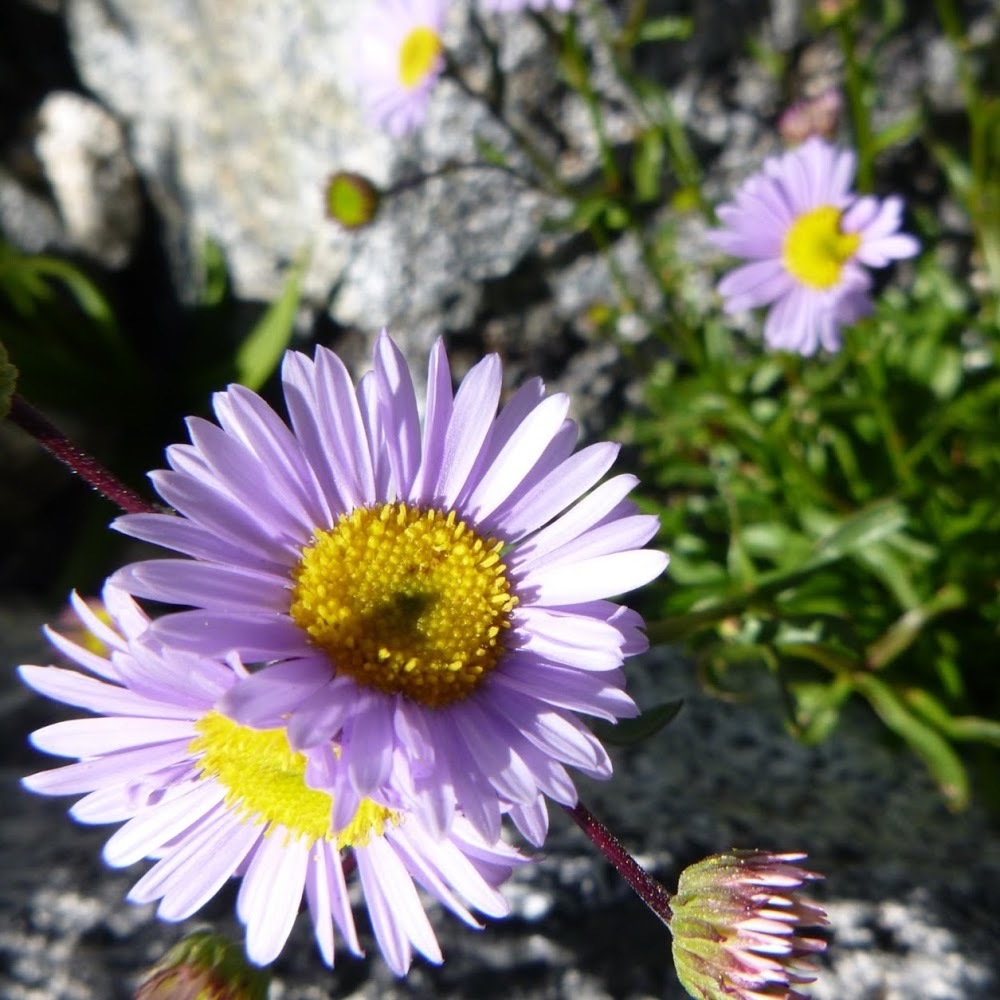 Meet your Posher, Lilly